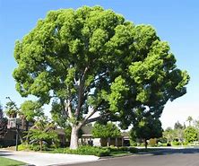 Image result for Camphor Tree Bonsai