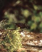 Image result for Kauai ʻŌʻō