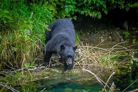 Image result for Black Bear Catch Fish