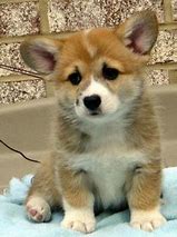 Image result for White and Tan Corgi