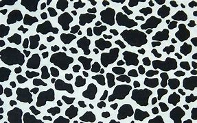 Image result for Real Cow Print