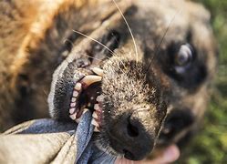 Image result for Tetanus From Dog Bite