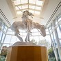 Image result for Night at the Museum Cowboy