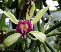 Image result for Vanilla Orchid South America