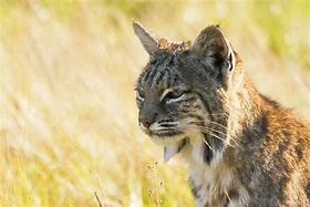 Image result for Lynx Rufus