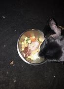 Image result for Dog Eating Dinner