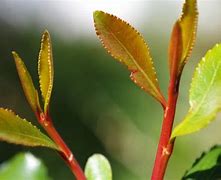 Image result for Miraa Plant