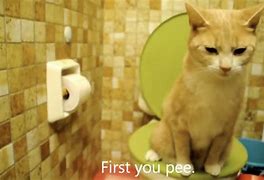 Image result for Cat Using Toliet