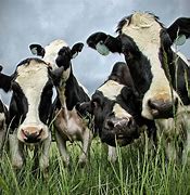 Image result for Funny Holstein Cows