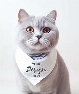 Image result for Bandana Cat Meme