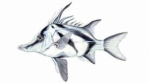 Image result for Common Boarfish