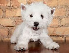 Image result for White Big Terrier