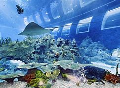 Image result for Sea Fish Aquarium