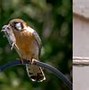 Image result for Kestrel in Tree Top