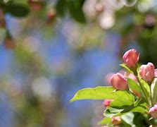 Image result for May Day Tree