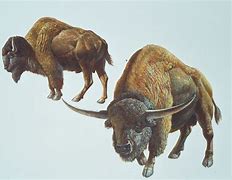 Image result for Ice Age Bison