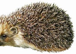 Image result for Hedgehog ClipArt