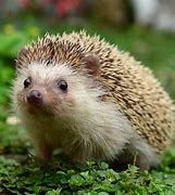 Image result for Hedgehog Living