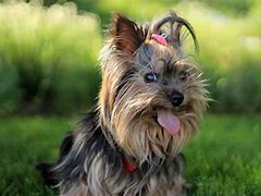 Image result for Popular Small Terrier Breeds