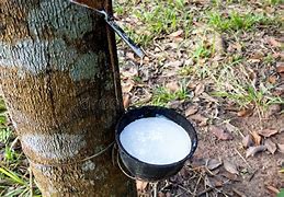 Image result for Tree Sap Plaster