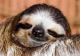 Image result for Baby Sloth Screaming