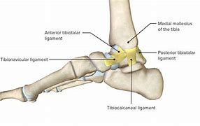 Image result for Joint Surfaces Ankle