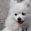 Image result for White Puffy Doggo