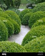 Image result for Boxwood Buxus Sempervirens