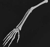 Image result for Skeletal Hand and Arm