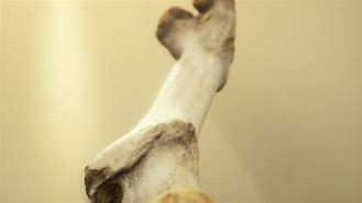 Image result for Animal Leg Bone Identification