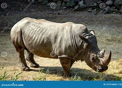 Image result for Pretty Wild Animals