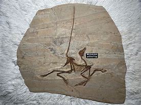 Image result for Anchiornis Fossil