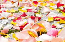 Image result for Rose Petals