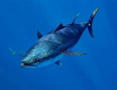 Image result for Bluefin Fish