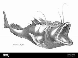 Image result for Esca AnglerFish