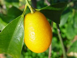 Image result for Kumquat Fruit Green and Orange