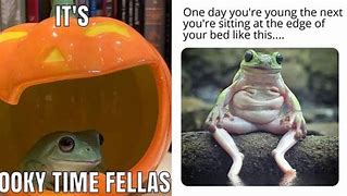 Image result for Cute Frog Meme