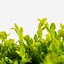 Image result for English Boxwood Shrubs