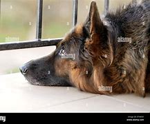 Image result for Sad German Shepherd