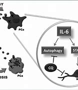 Image result for Interleukin-6