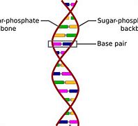 Image result for A Double Helix and a Polymer