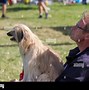 Image result for Tipos De Perros