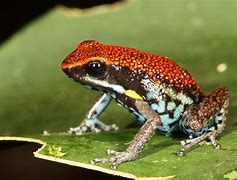 Image result for Rainbow Dart Frog