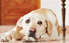 Image result for Yellow Dog Character