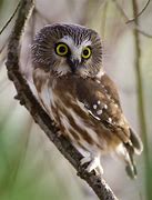 Image result for Northern Saw-whet Owl Eggs