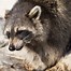 Image result for Smart Raccoon