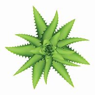 Image result for Mini Aloe Vera Plant