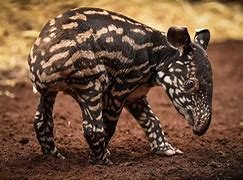 Image result for Malayan Tapir Running