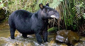 Image result for California Tapir