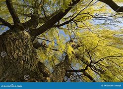 Image result for Willow Tree Fall